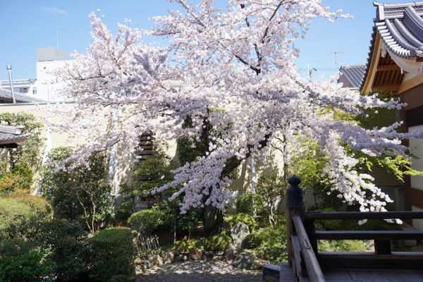 CHERRY BLOSSOM—Model of Way of Life HBS Believers Should Follow
